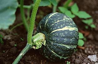 吃瓜捏爆眼球视频下载免费,轻松获取热门内容！